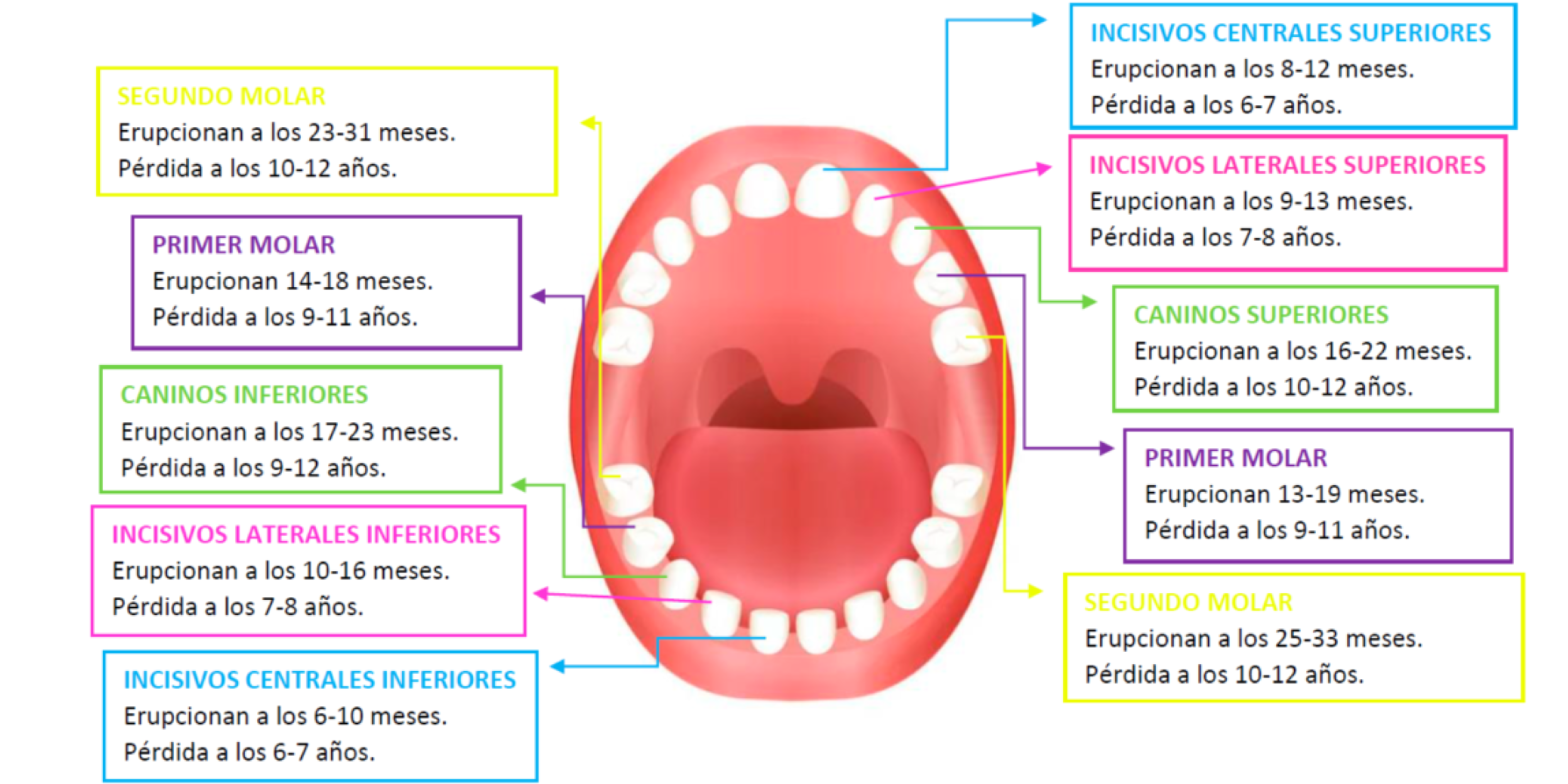 dientes temporales